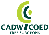 Cadw Coed Tree Surgeons