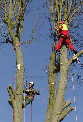 tree surgery