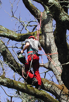 tree surgeon